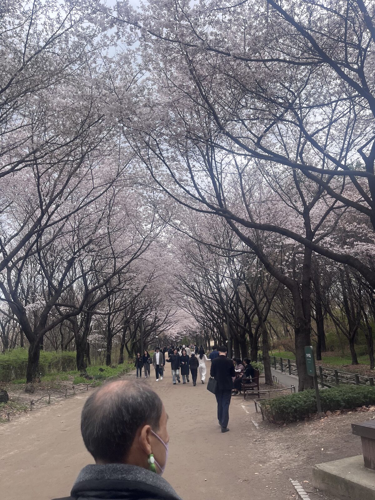 Kirsebærblomster i Seoul — byen står lyserød i april.