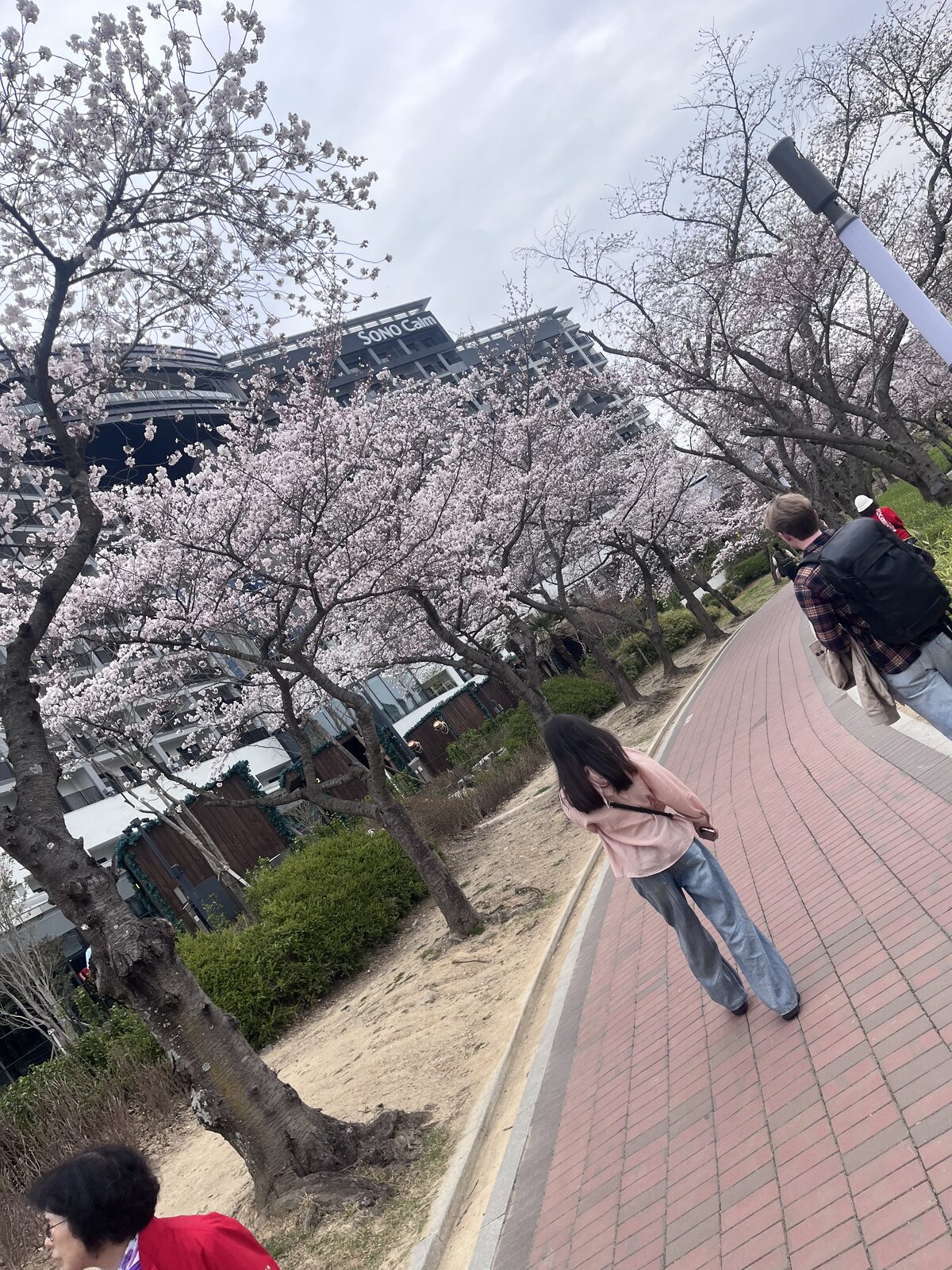 Sakura ved kysten — forår, så langt øjet rækker.